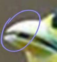 Example of blockiness artifact in a compressed JPEG image