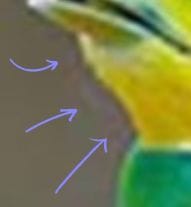 Color bleed artifact showing unwanted hues between color edges