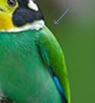 Ringing artifact showing extra lines near image edges
