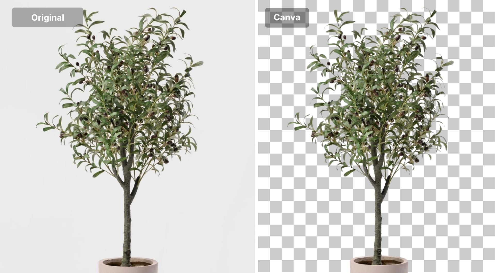 Potted plant cut out on transparent background