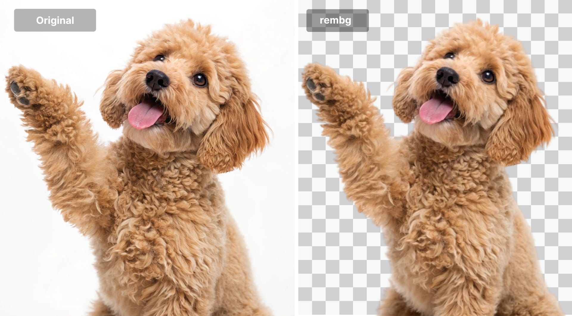 Puppy cut out on transparent background