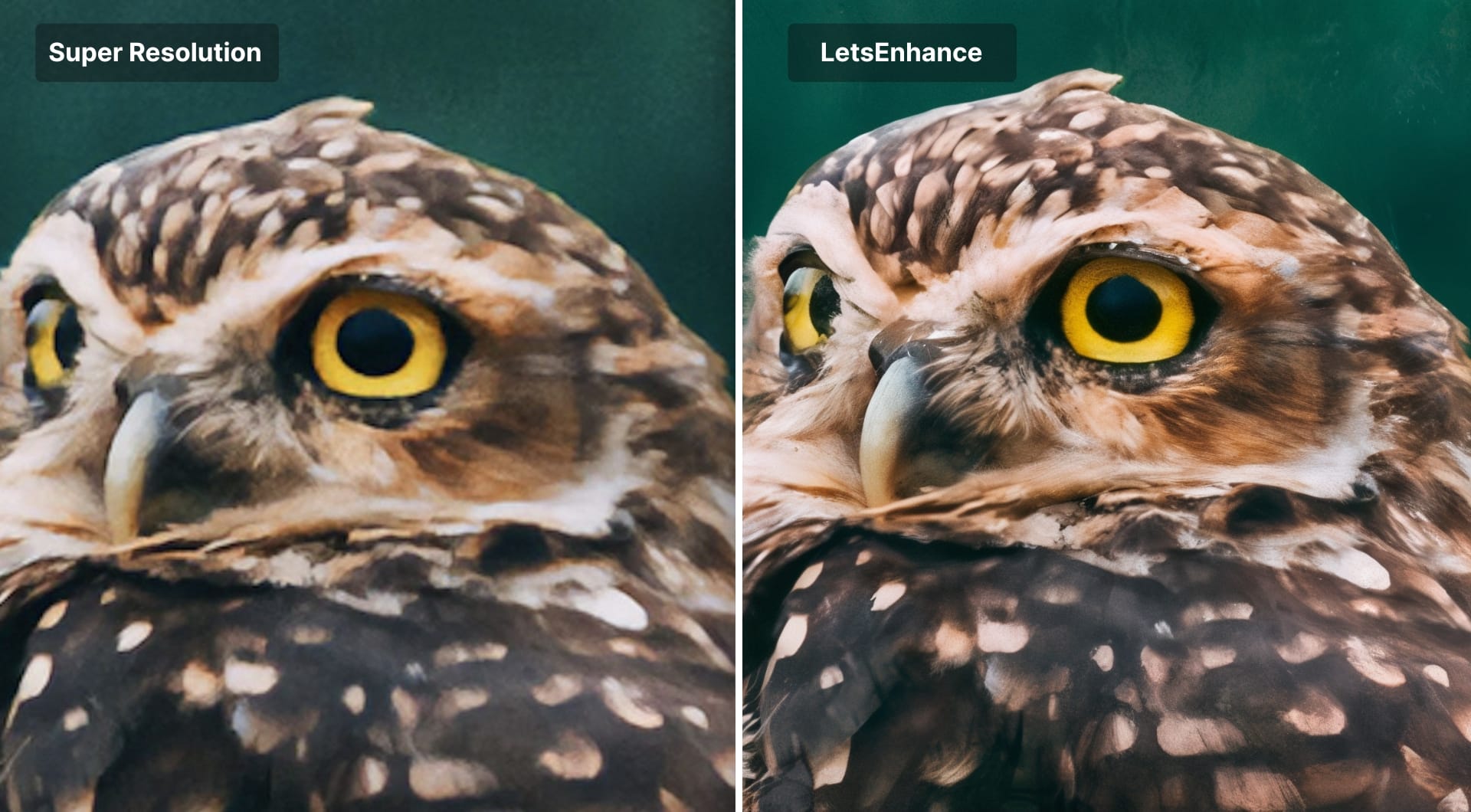 Zoomed owl crop comparing Super Resolution and LetsEnhance results