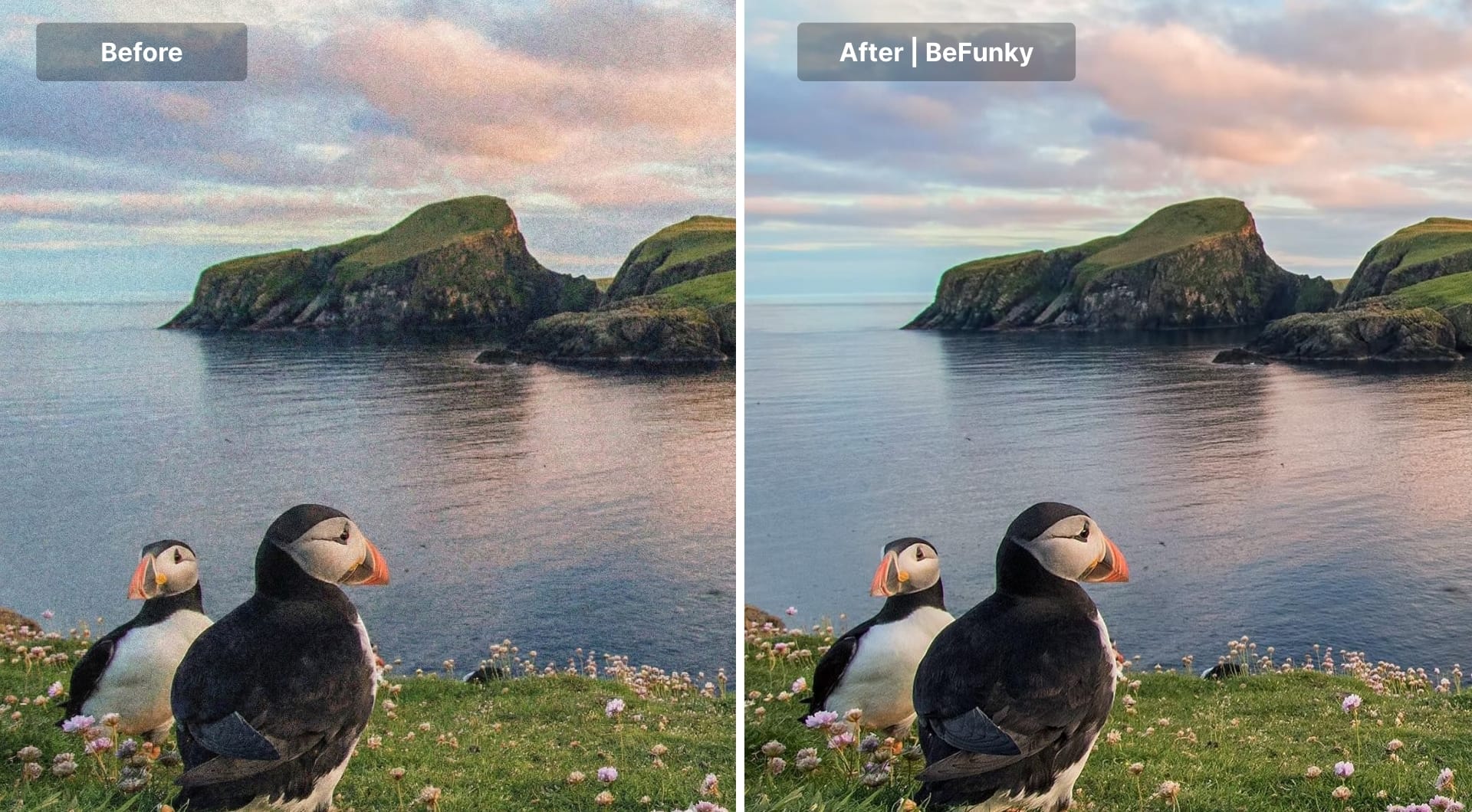 Before-and-after BeFunky denoise of puffins by a coastal cliff.