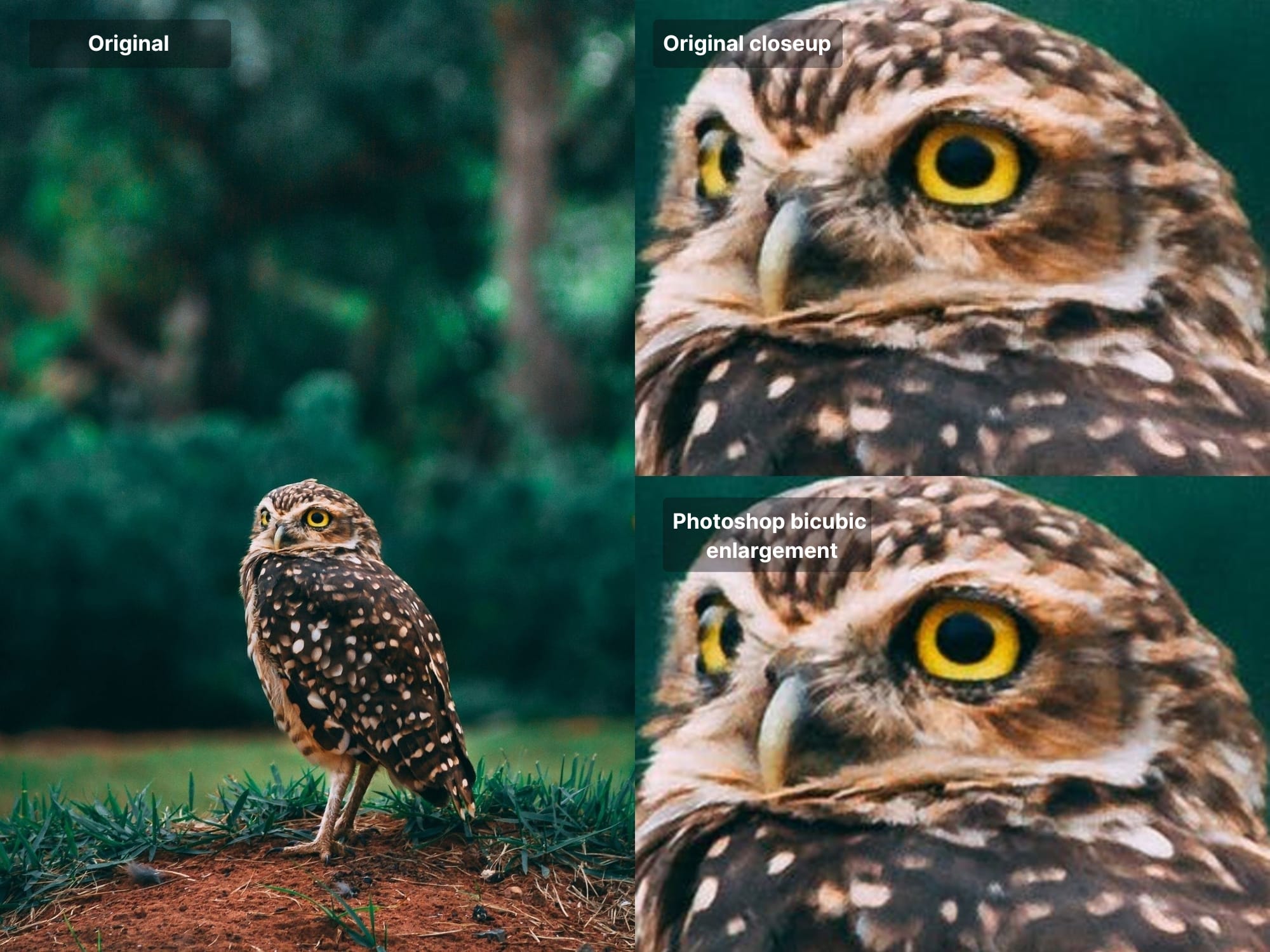 Owl photo with side crops for upscaling comparison