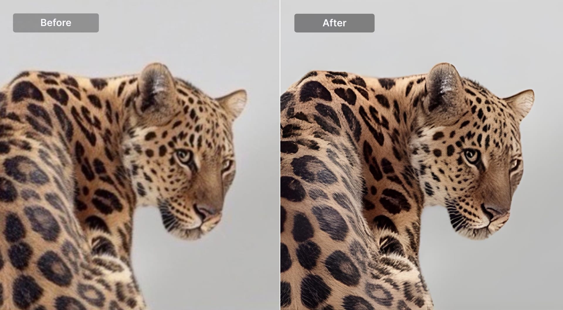 Before-and-after sharpened leopard photo in Canva