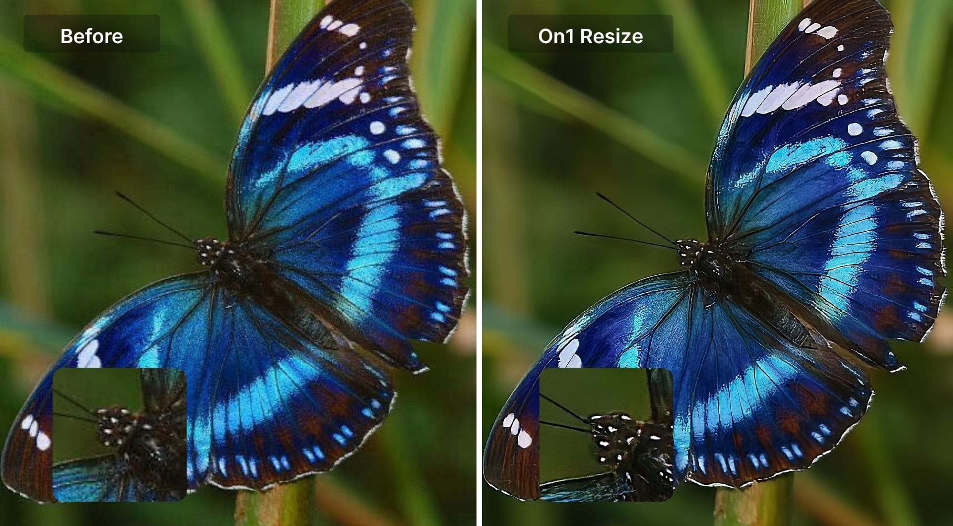 Butterfly before and after ON1 Resize AI with smoother blue areas