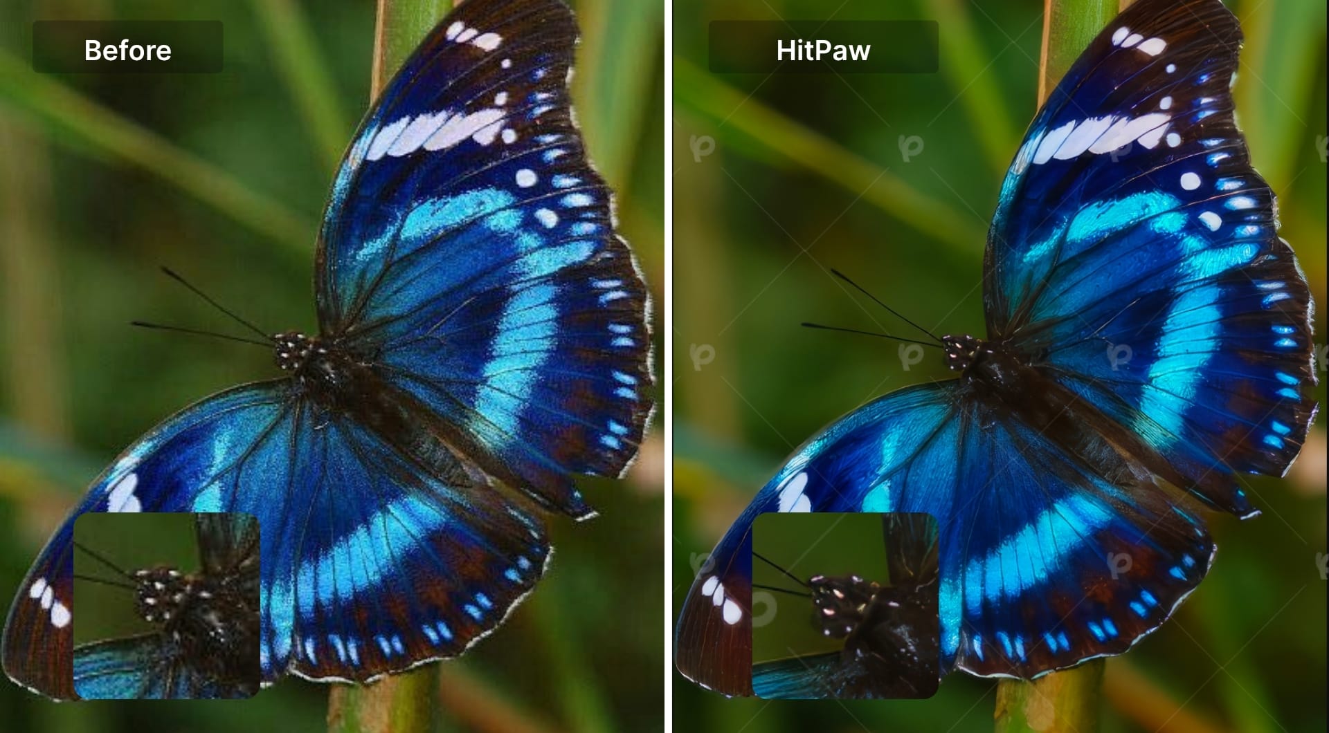 Butterfly before and after HitPaw enhancement with natural texture
