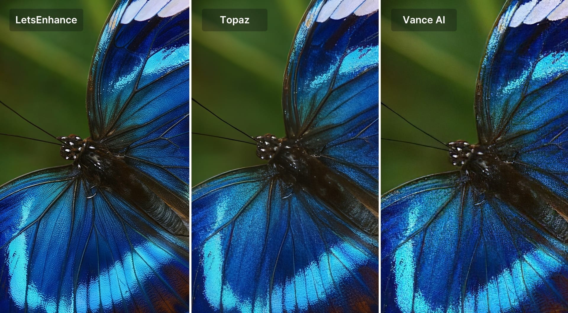 Close-up comparison of butterfly wings across three AI upscalers