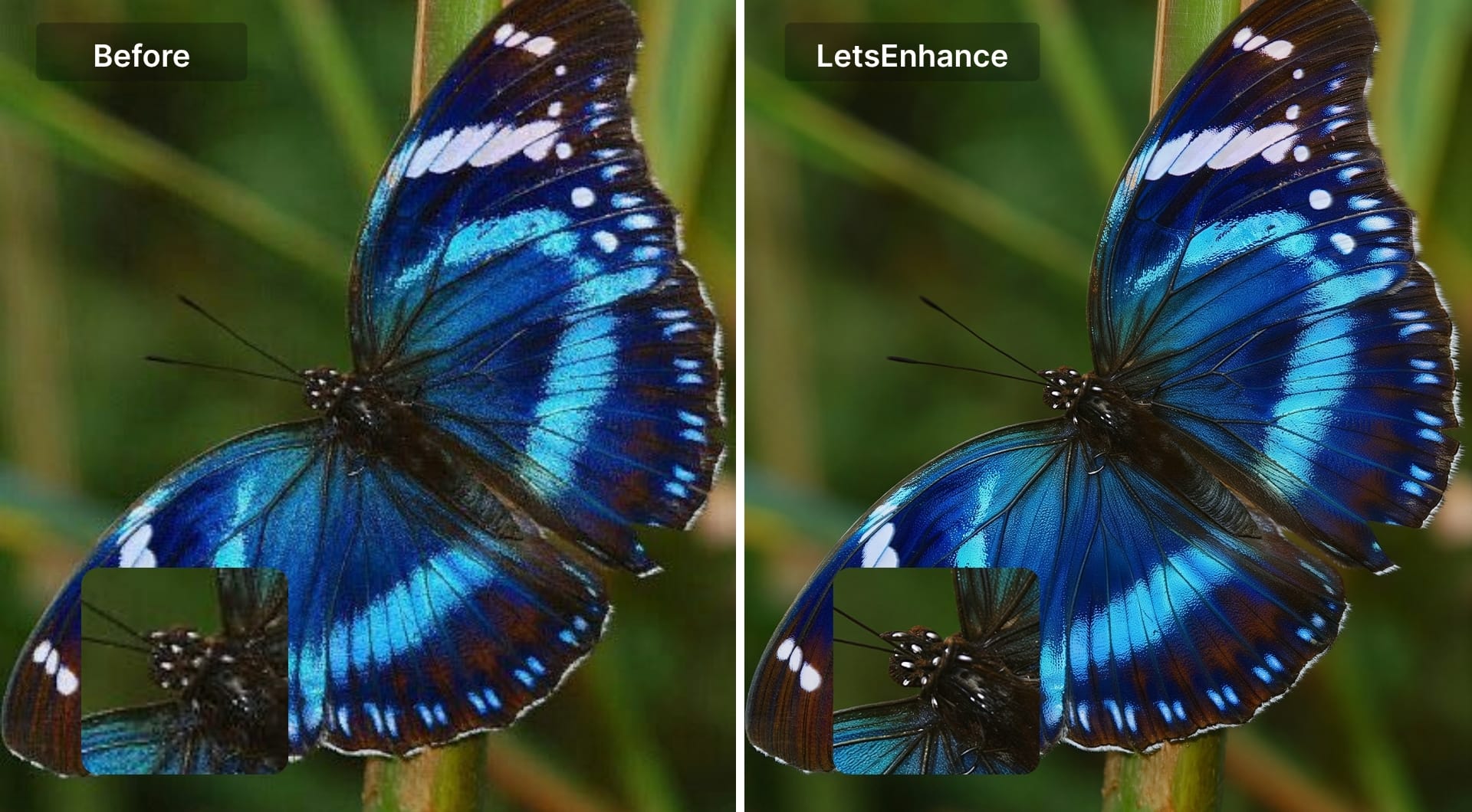 Blue morpho butterfly with sharp wing detail and iridescent texture
