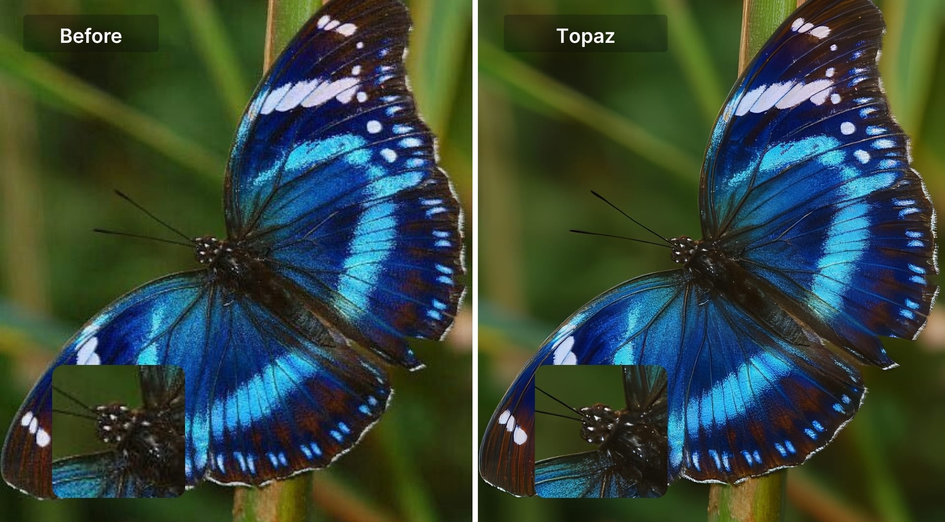 Butterfly image before and after Topaz Gigapixel upscaling
