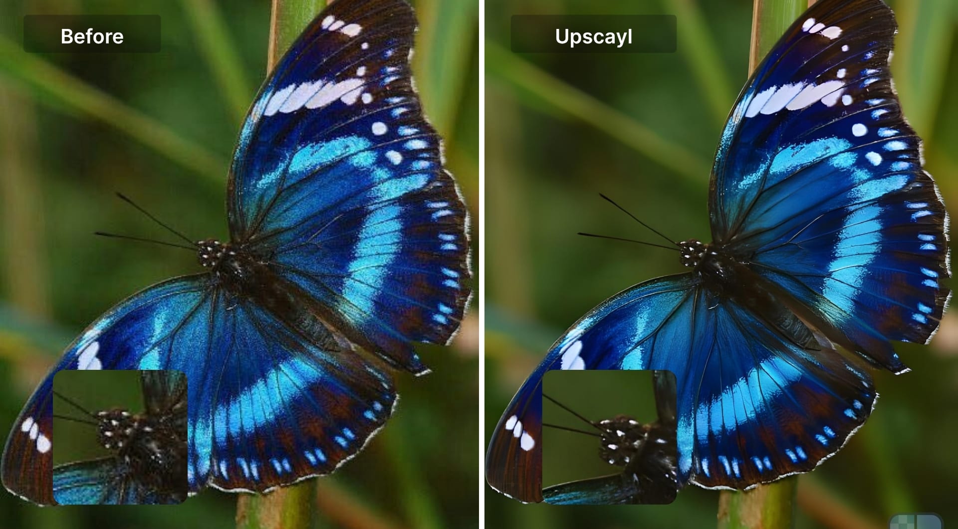 Butterfly before and after Upscayl upscaling with vivid colors