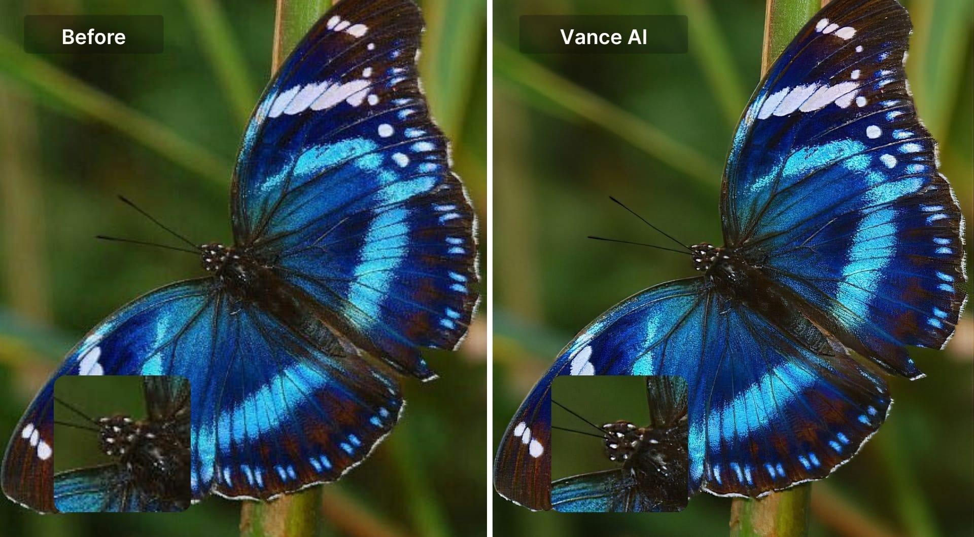 Butterfly before and after VanceAI upscaling with smoother texture