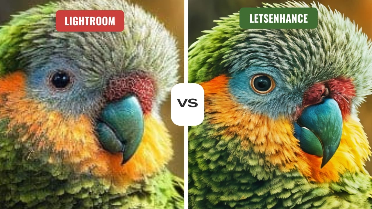 Parrot image comparison between Lightroom and LetsEnhance results