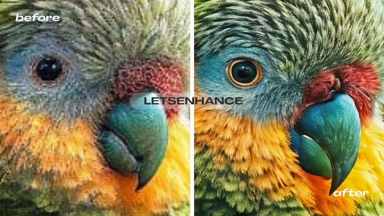 Bird image comparison with full view and zoomed detail before and after