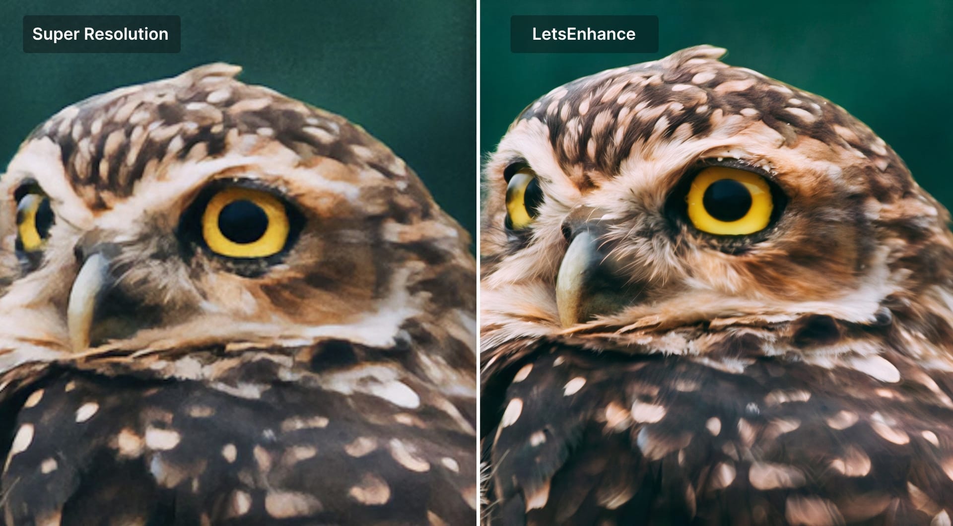 Owl zoom comparisons show smoother SR versus sharper LetsEnhance.