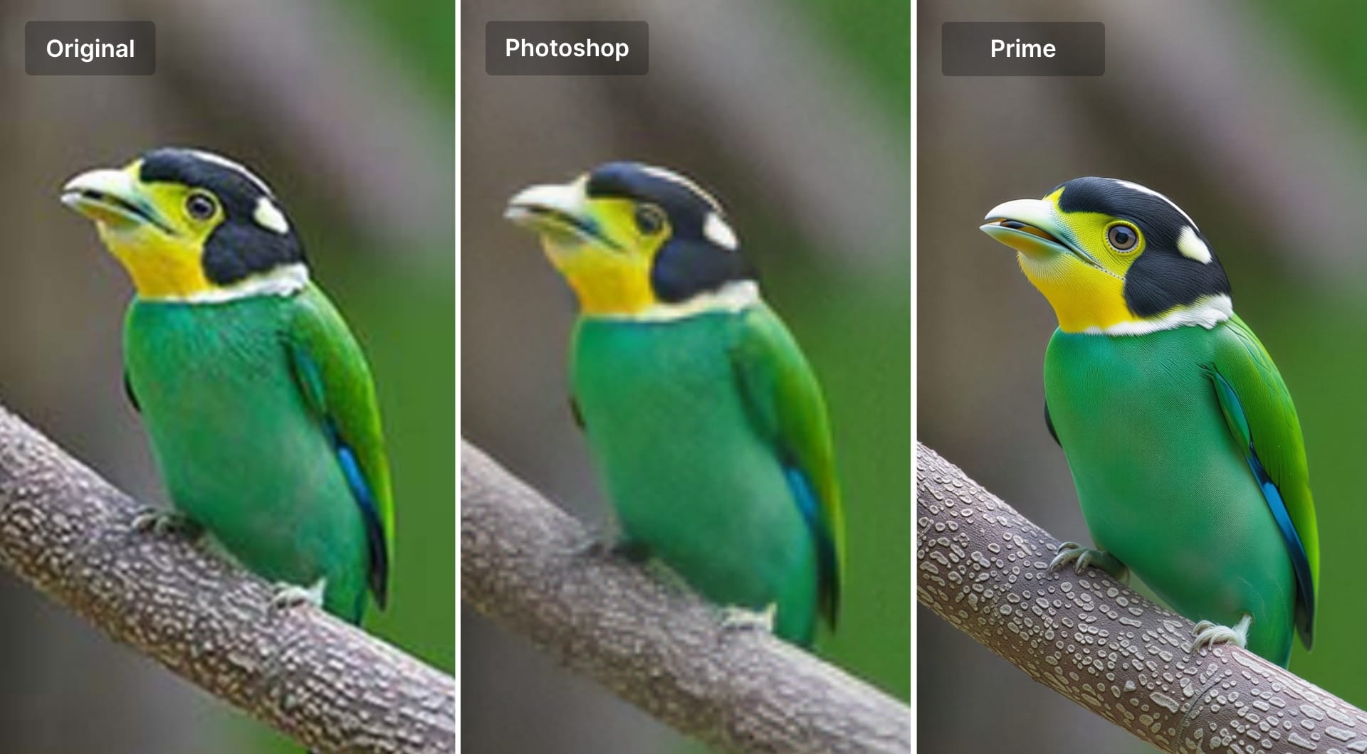 Comparison between original compressed JPEG restored with LetsEnhance and Photoshop