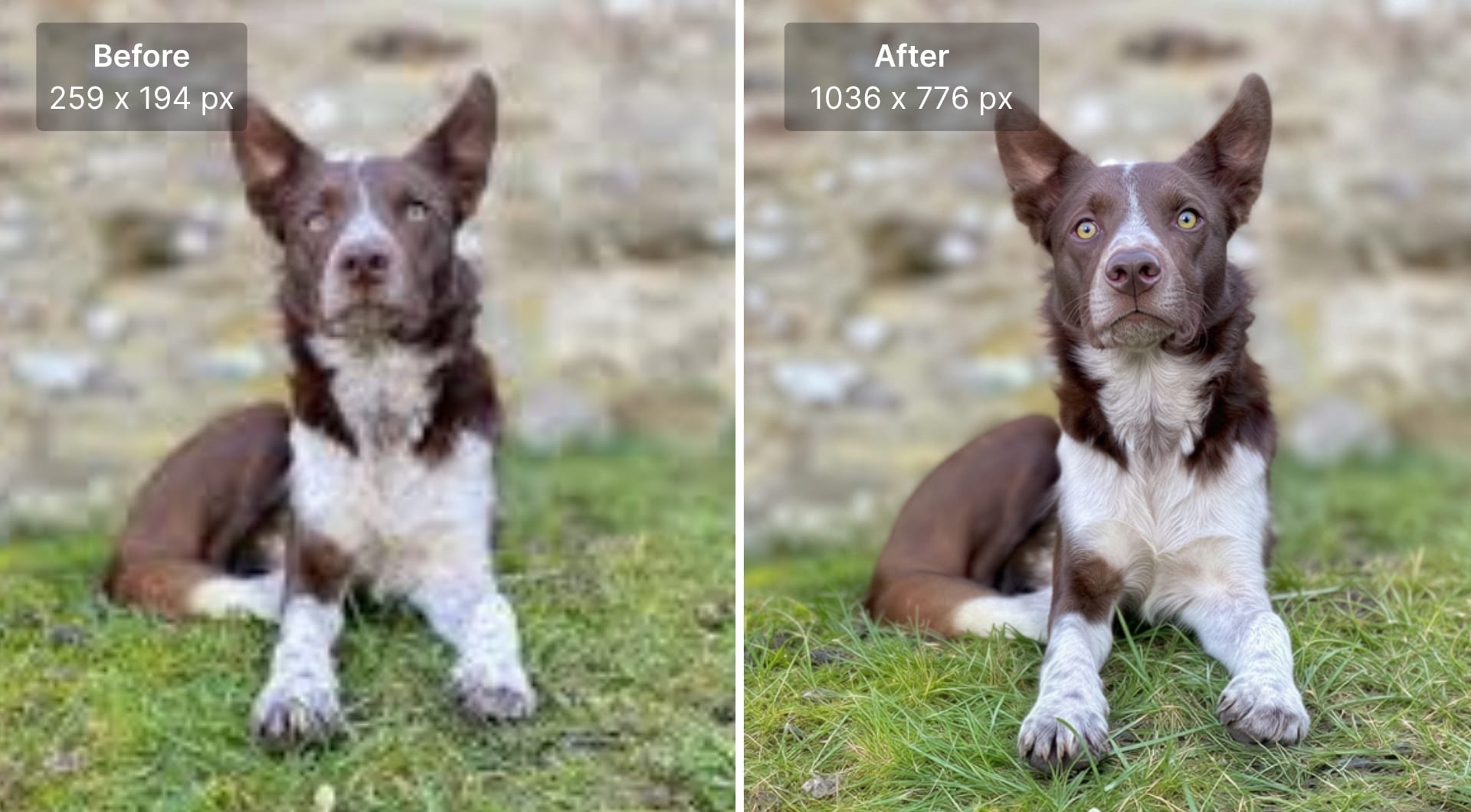 Before after of a low-quality dog photo compared with an AI-enhanced version.