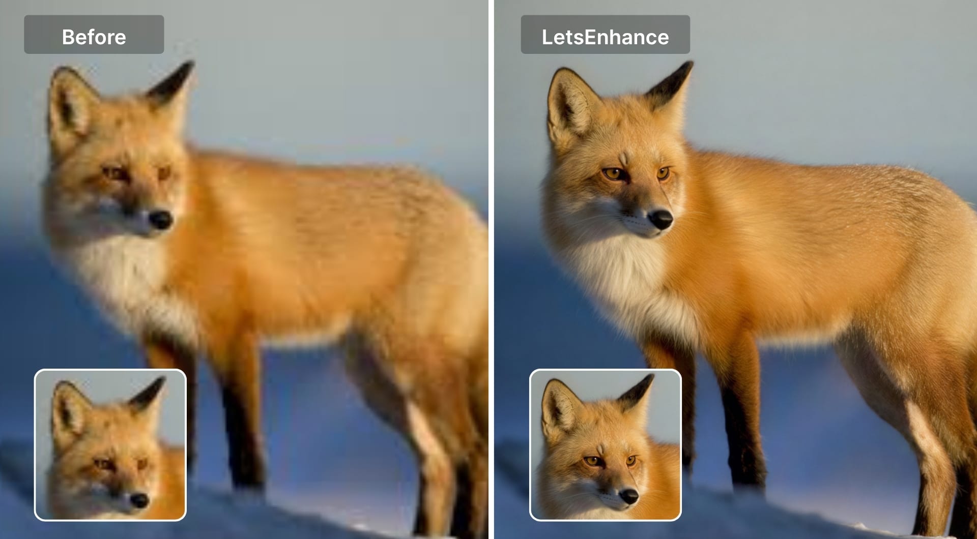 Before and after fox image improved with LetsEnhance AI
