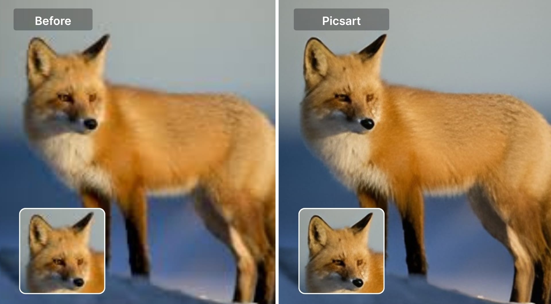 Before and after fox image sharpened with Picsart tool