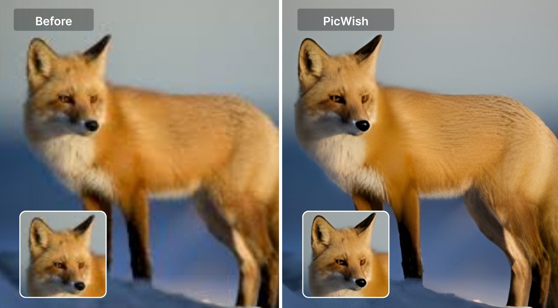 Before and after fox image processed with PicWish AI