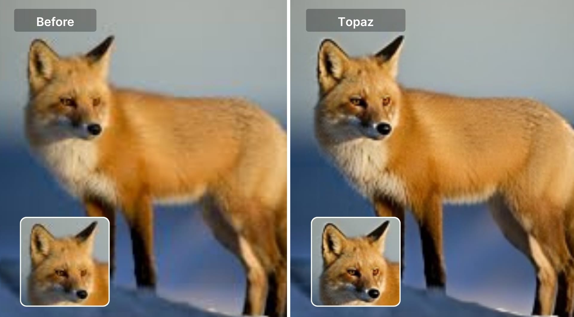 Before and after fox image processed with Topaz Photo AI