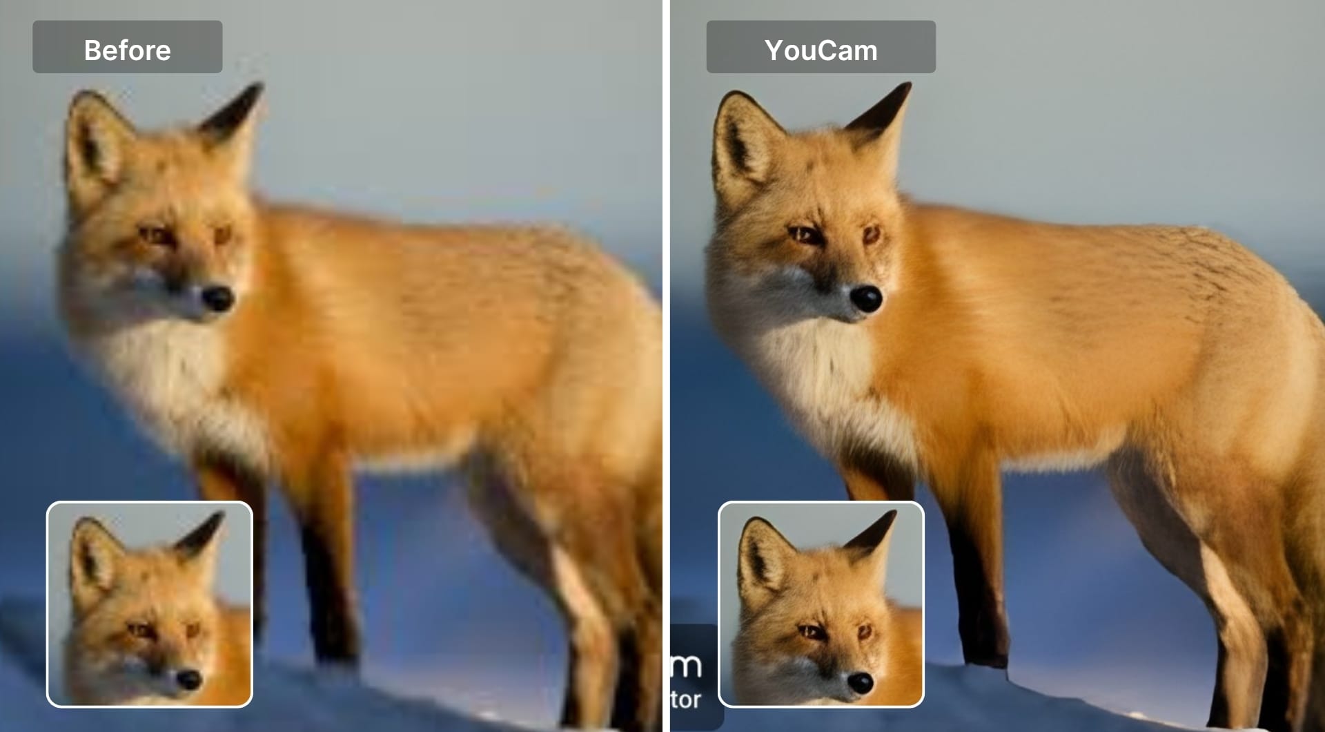 Before and after fox image enhanced using YouCam app
