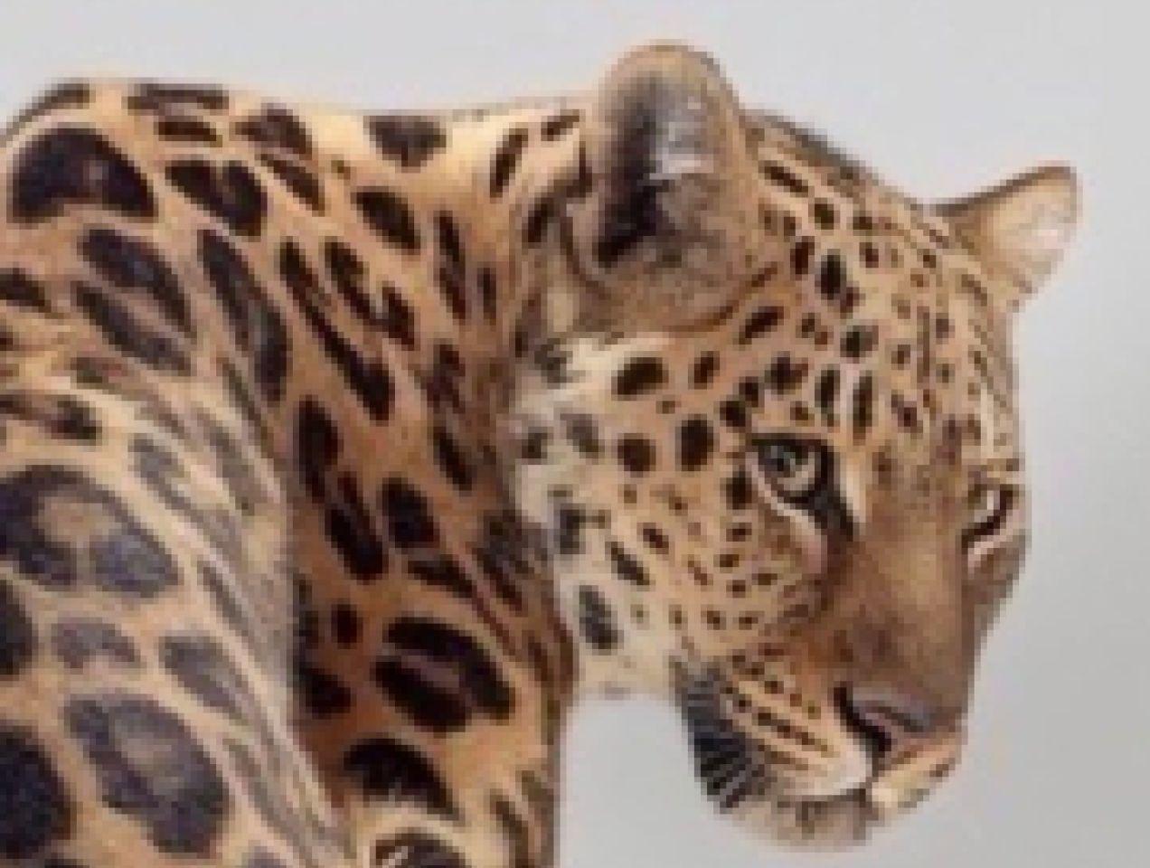 Upload your pixelated picture