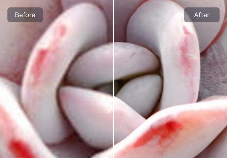 How to Use LetsEnhance to Improve Images for Printing & Web | LetsEnhance